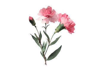 Carnations in different stages of bloom with green leaves against a white background