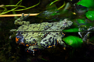 Paarung der Chinesischen Rotbauchunke // mating  Oriental fire-bellied toad (Bombina orientalis)