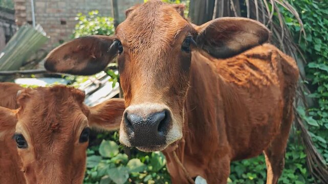 Two curious calves looking at camera