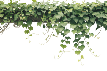 St patrick's day shamrock leaves isolated on transparent background