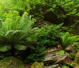 fern in the forest