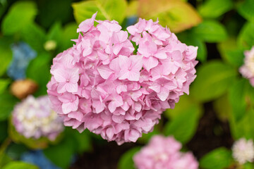 pink hydrangea flower