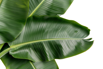 Wide banana leaves are displayed on a transparent background. These leaves can be used in various design projects and crafts. Perfect for showcasing tropical themes in creative work