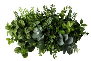 A collection of forest bush leaves shows various shapes and sizes of green foliage against a clear background. The layered leaves display natural texture and detail