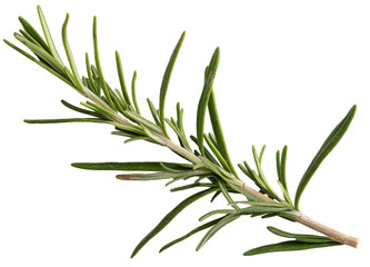 Fototapeta premium A cut out of narrow herbs and branches showing greenery on a transparent background. This element can be used for various design projects or presentations