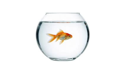 goldfish in a glass isolated on white background