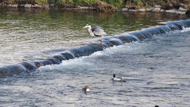 Ein Graureiher (Ardea cinerea) jagt im schnell flie&szlig;enden, flachen Wasser eines Flusses aus dem Hinterhalt, beobachtet von einem G&auml;nses&auml;gerpaar (Mergus merganser)
