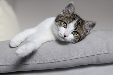 Beautiful white and tabby kitten looking at the camera.