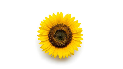 Obraz premium Vibrant yellow sunflower head isolated on a clean white background, symbolic of summer, growth, and nature's beauty.