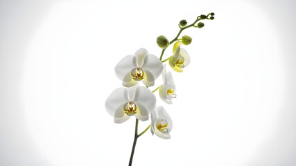 Elegant white moth orchid flowers on a stem with green buds, isolated on white background, symbol of beauty and luxury.