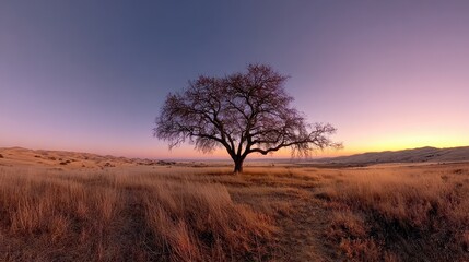 Sunset over a single tree in a wide open field with rolling hills in the background during evening hours