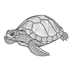Intricate turtle design isolated on white background, illustration