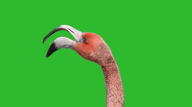 pink flamingo opens its beak on a green screen.