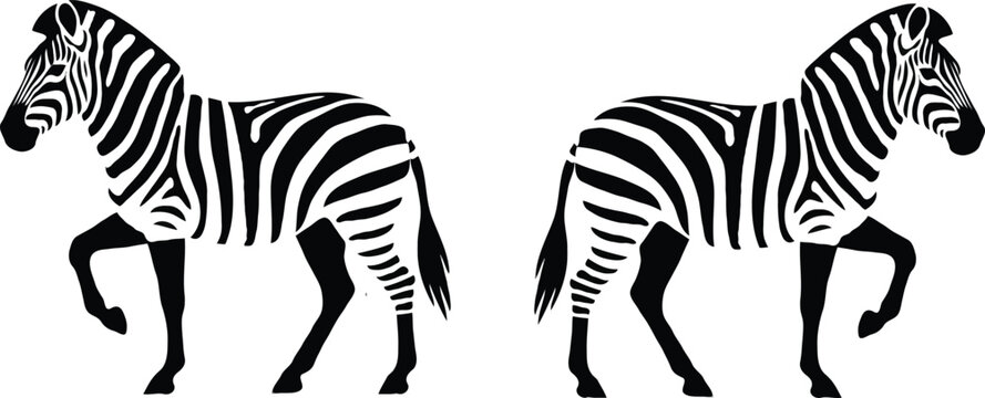 Two zebras standing side by side in a black and white illustration