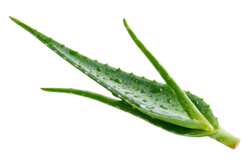 Fresh aloe leaf displayed for skincare or botanical concept on transparent background