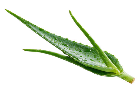 Fresh aloe leaf displayed for skincare or botanical concept on transparent background