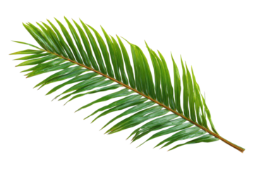 Tropical palm foliage displayed for botanical or nature concept on transparent background