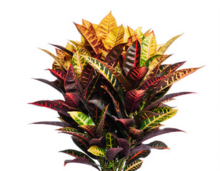 A brilliant Croton plant displays its rich tapestry of colorful leaves.
