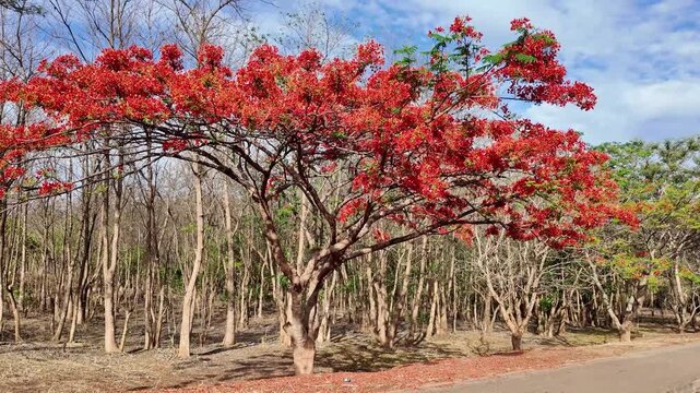 Lilongwe  Malawi Africa. 11.2025. Video. A  Flame tree with cluusters of orange red blooms in Lilongwe capital of Malawi southern Africa. On highway approaching the World War National Memorial.
