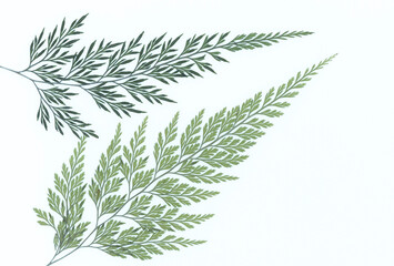  Motyw florystyczny, liście na białym tle, karta, dekoracja, zaproszenie.