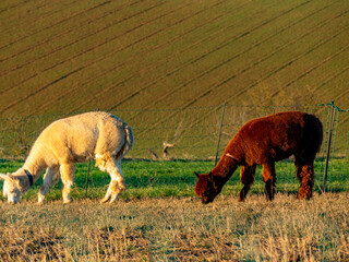 Zwei Lamas auf einer Weide © focus finder