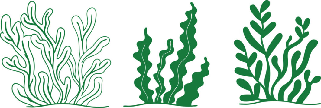 Three Green Seaweed Illustrations with Wavy Fronds on a White Background 