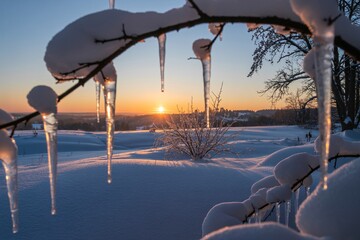 Serene winter landscape with snow covered trees icicles at sunrise or sunset