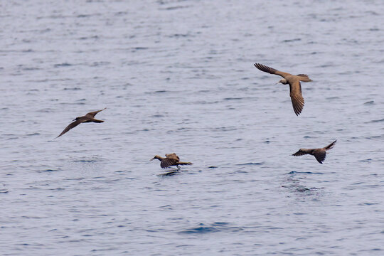 A group of brown noddies diving for food in the water off the coast of Santa Cruz Island in the Galapagos Islands (Anous stolidus)