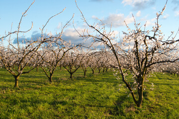 Abricotiers dans la Drome 