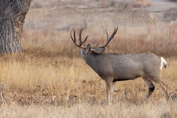 Buck Mule Deer During the Rut in Autumn in Colorado