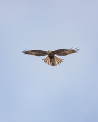 An endemic Galapagos hawk soaring above the summit of Bartolom&eacute; Island hunting for prey (Buteo galapagoensis)