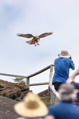 Tourists taking photos of an endemic Galapagos hawk soaring above the summit of Bartolom&eacute; Island (Buteo galapagoensis)