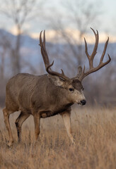 Buck Mule Deer During the Rut in Autumn in Colorado