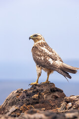 An endemic Galapagos hawk perched at the summit of Bartolom&eacute; Island in the Galapagos archipelago off the coast of Ecuador (Buteo galapagoensis)
