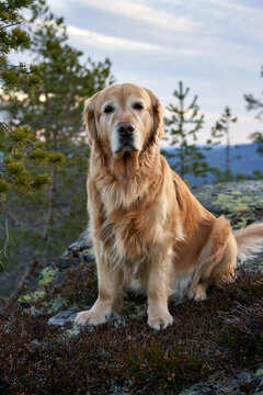  Majestic Golden Retriever Overlooking Kr&oslash;deren Mountain Peak During Hike in Norway