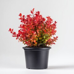 A crisp, high-resolution studio shot of a small, vibrant deciduous shrub, possibly a Barberry, planted in a simple black plastic pot.  