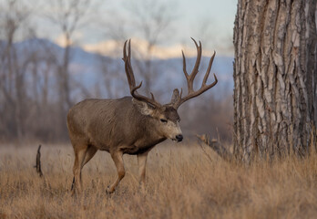 Buck Mule Deer During the Rut in Autumn in Colorado