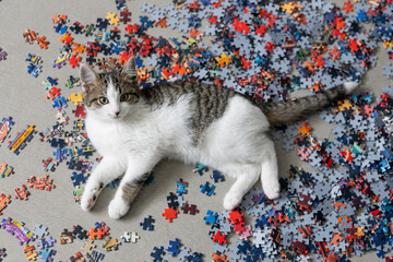 Cute domestic kitten sitting inside a puzzle box. © vinx83