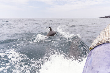 Dolphins porpoising while swimming next to a small zodiac tour boat in the Galapagos Islands - Ecuador