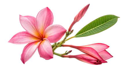 Creeping flower Mandeville rock trumpet isolated on transparent background