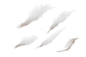 Tattered paper with torn edges and feather textures captured on a transparent background