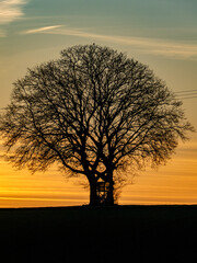 Hochsitz in einem Baum bei Sonnenuntergang