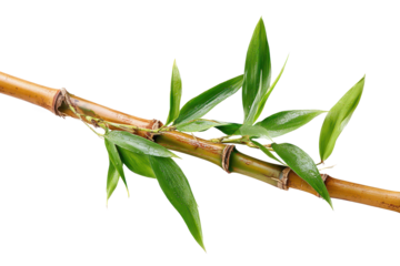 Bamboo plant with green leaves and stems taken against a white background during daylight hours
