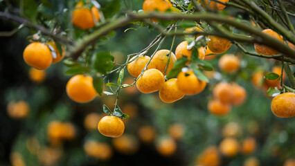 The allure of citrus: delicious fruit hanging from the branches.