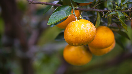 The allure of citrus: delicious fruit hanging from the branches.