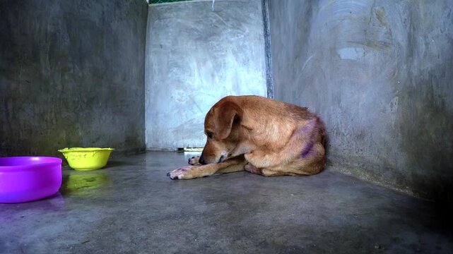 Unhappy and lonely brown stray dog resting inside a cold concrete enclosure at an animal shelter, showing the harsh reality of abandoned pets waiting for adoption or care