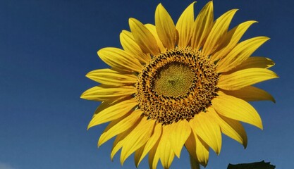 Naklejka premium Beautiful single bright yellow sunflower bloom against a clear deep blue summer sky background