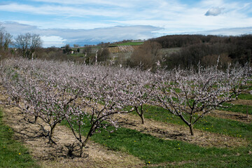 Abricotiers dans la Drome 