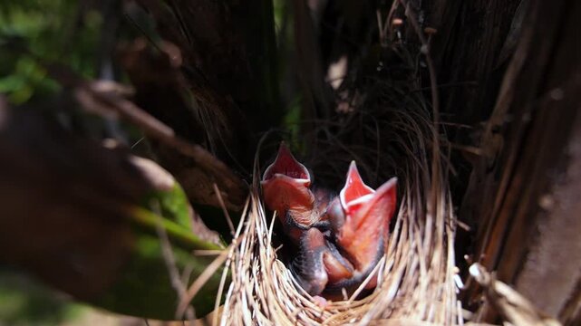 Helpless newborn chicks with open beaks waiting for food in their nest. Baby birds chirping, representing the fragility of new life, survival instinct, and parental care in the wild