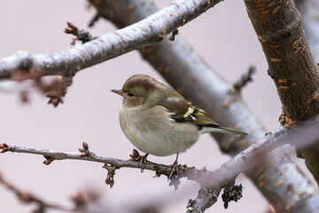 a small female Chaffinch perched on a budding branch, holding a seed in its beak against a soft,...